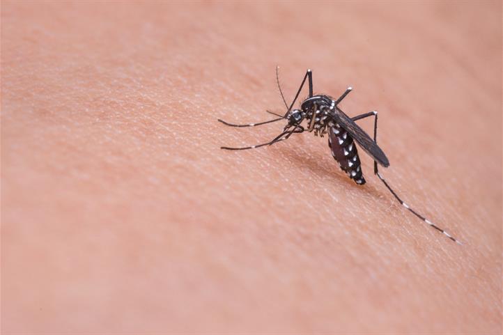 Tiger Mosquito | Source: © mikadago/Pixabay.