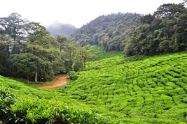 Kolumbianischer Regenwald, © Dfoa | Pixabay