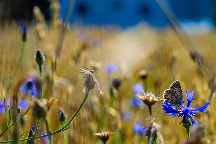 Biodiversity in the field | Source: © Pixabay.