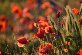 Mohnblumen im Getreidefeld