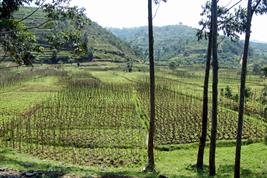 Landschaft mit Reisfeld in Ruanda