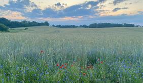 Soja- und Lupinen-Feldtag am 21. Juli 2016