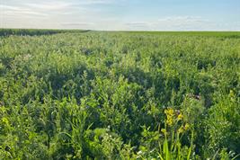 Brachfläche als Agrarumweltmaßnahme.