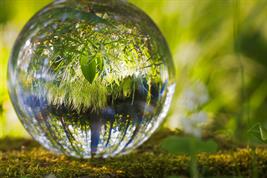 Symbolbild: Glaskugel auf dem Waldboden, in der sich hellgrüne Pflanzen und Baumstämme spiegeln