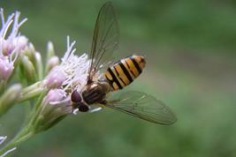 Eine Schwebfliefe der Gattung Episyrphus balteatus