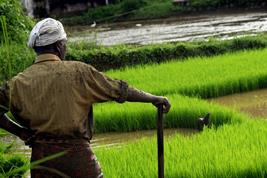 Landwirt blickt auf ein Reisfeld