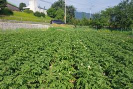 Klimawandel beeinflusst Kartoffelanbau in Südkorea