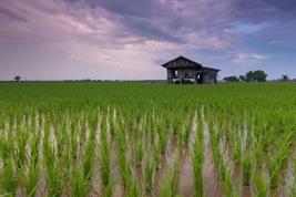 Rice field in the rain