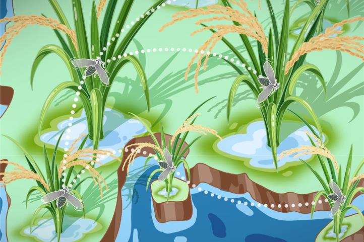 Neuer Mechanismus entdeckt: El Niño verursacht Ernteausfälle durch vermehrtes Auftreten von Schädlingen | Quelle: © Dr. Chenzhi Wang / ZALF.