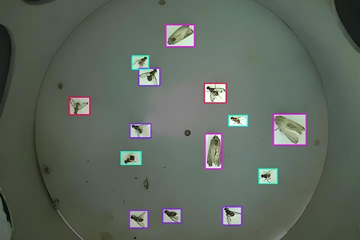 The smart trap’s internal camera identifies different fruit fly and fall armyworm species using an AI model (Yolo-pest). Coloured boxes mark the automatically recognized insects.