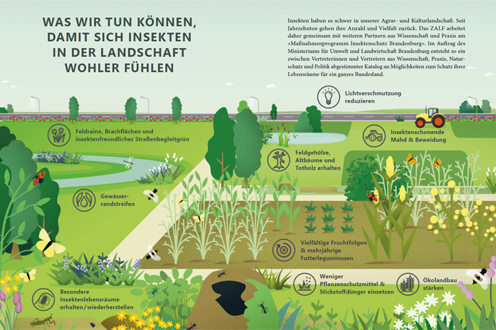 Die Infografik zeigt ausgewählte Maßnahmen für den Insektenschutz in Brandenburg. | Quelle: © Pia Bublies