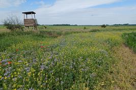Im Havelland werden in einem Reallabor Insektenschutzmaßnahmen erprobt, wie die Blütenanreicherung im Grünland.