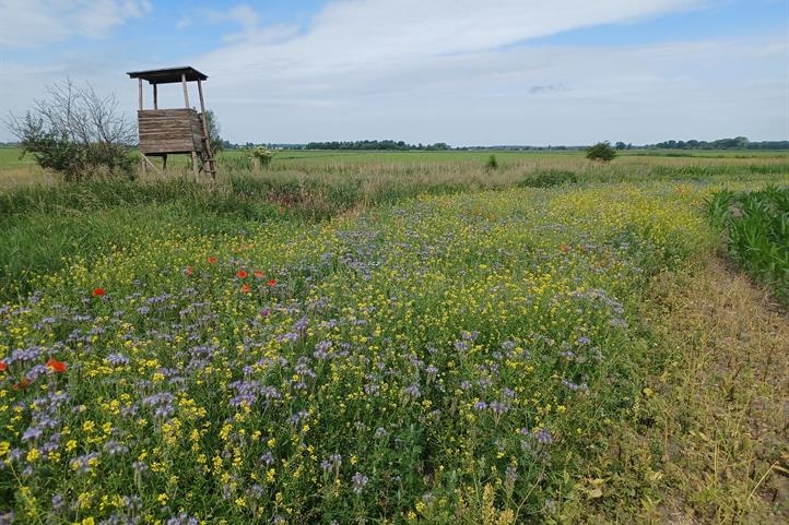 Im Havelland werden in einem Reallabor Insektenschutzmaßnahmen erprobt, wie die Blütenanreicherung im Grünland. | Quelle: © Philipp Scharschmidt / ZALF.