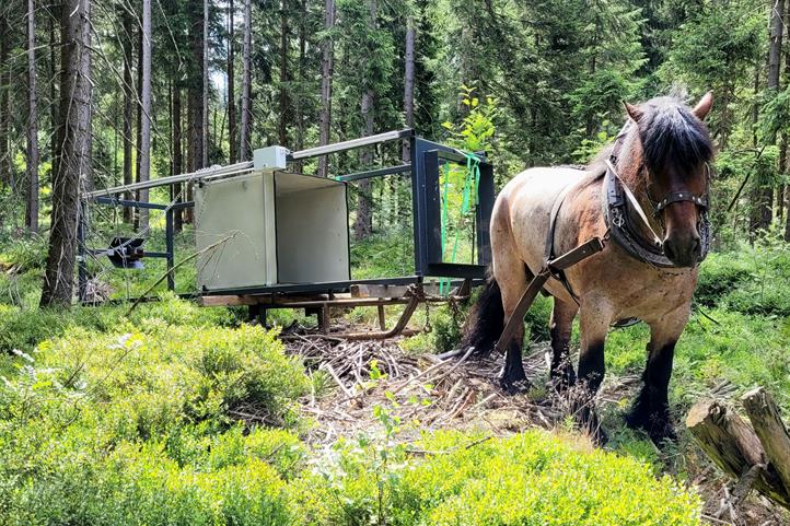 Das Rückepferd Harras zieht einen der Messtürme auf einem Schlitten zu seinem Standort im Eisenstraßenmoor. Quelle: © Cornelius Oertel / Thünen-Institut.
