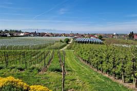 eine innovative Agri-PV-Anlage in einer Kommune in Süddeutschland