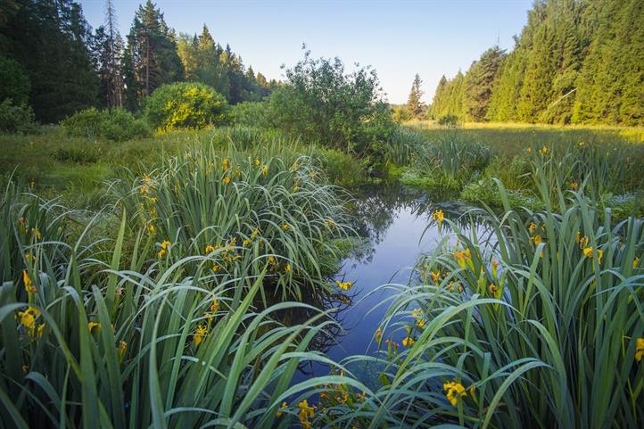 Die Neuauflage der „10 Must-Knows der Biodiversitätsforschung 2024“ sensibilisiert für den Nutzen der Artenvielfalt und klärt darüber auf, dass Artenschutz auch Klimaschutz bedeutet. Politik und Gesellschaft finden in der Publikation konkrete Handlungsanweisungen aus der Forschung für den Erhalt der Biodiversität. Quelle: © mystraysoul / Pixabay | Bildquelle in Farbe und Druckqualität: http://www.zalf.de/de/aktuelles