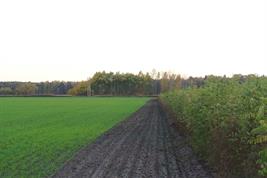 Agroforstsystem mit Pappelstreifen auf dem Hof von Landwirt Thomas Domin im Süden von Brandenburg