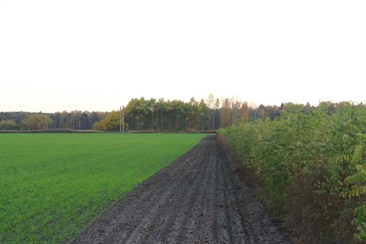 Agroforstsystem mit Pappelstreifen auf dem Hof von Landwirt Thomas Domin im Süden von Brandenburg | Quelle: © Thomas Domin / ZALF.
