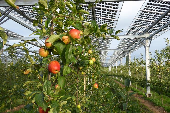 Landwirtschaft und Energiegewinnung mit Solarpaneelen auf einer Fläche kombiniert: das Forschungsprojekt SynAgri-PV stellt auf der Grünen Woche 2025 in Berlin verschiedene Konzepte für Agri-Photovoltaik vor. Quelle: © Fraunhofer ISE.