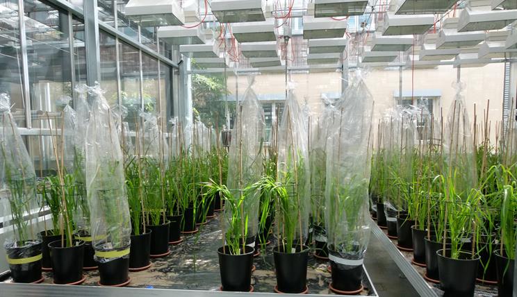 Wheat experiments in the greenhouse