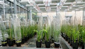 Wheat experiments in a greenhouse