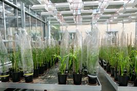 Wheat experiment in a greenhouse