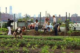 Soja- und Lupinen-Feldtag am 21. Juli 2016