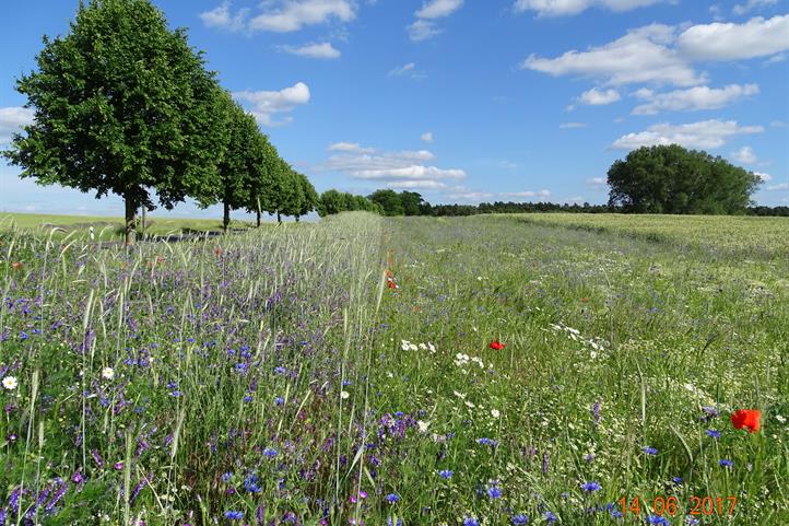 Kleinteilige Naturschutzmaßnahmen: geringe Flächengrößen und naturschutzfachlich hoch wirksam – aber für Verwaltungen und Landwirte aufwendig zu dokumentieren. | Quelle: © Holger Pfeffer / ZALF.