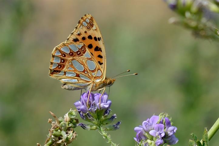 Wild species of fauna and flora benefit from organic farming. This is the Queen of Spain fritillary.|Source: © Frank Gottwald / ZALF