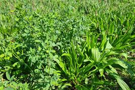 50% alfalfa in a mixture with 50% ribwort plantain with 200 germinable grains/m² each for the 3rd cut