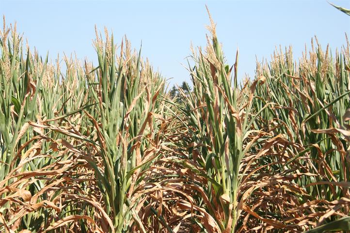 Gerste neben Roggen: Bald können Getreidearten vom Satelliten aus unterschieden werden. | Quelle: © Claas Nendel / ZALF | Bildquelle in Farbe und Druckqualität. | Quelle: Claas Nendel| ZALF .