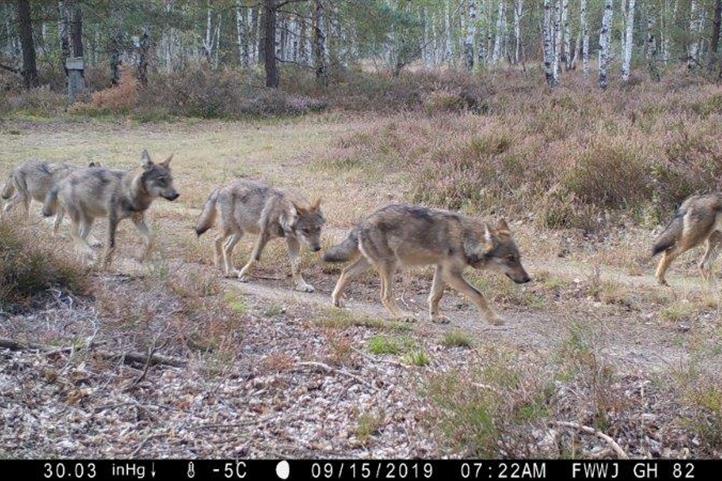 Der Anblick eines Wolfs in freier Wildbahn, wie auf diesem Bild aus einer Wildtierkamera der Forschenden, erzeugt die unterschiedlichsten Reaktionen. Die Nachwuchsforschungsgruppe um Hannes Koenig (ZALF) untersucht, wie Konflikte zwischen dem Menschen und Wildtieren minimiert werden können. | Quelle: © Michler.