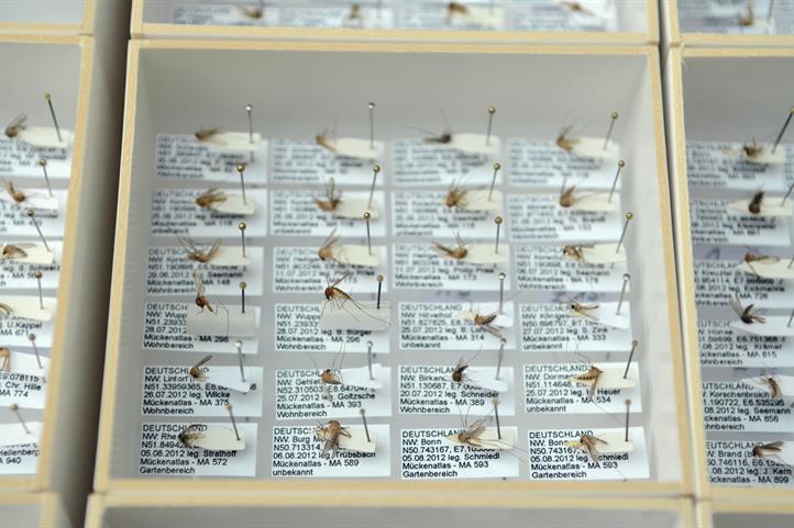 Steckmückensammlung des Citizen-Science-Projekts „Mückenatlas“ | Quelle: © Susanne Hecker.