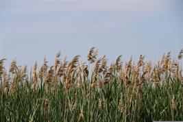 Common reed (Phragmites australis) is a species that can be grown in paludiculture on rewetted peatlands. It is a good natural building material as it does not absorb moisture and decomposes slowly.