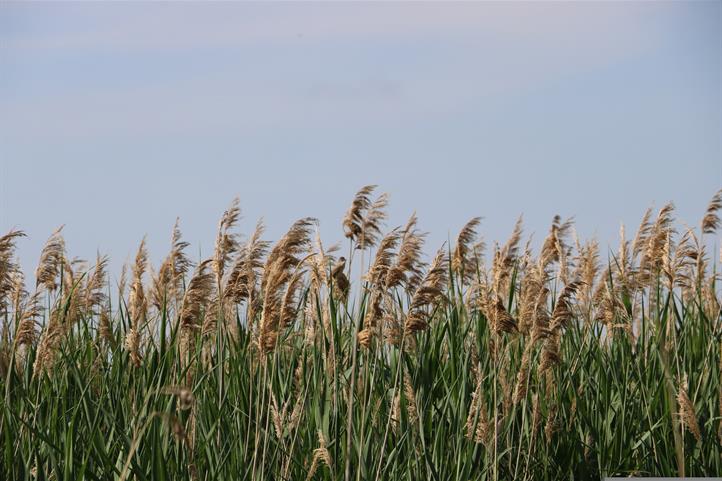 Common reed (Phragmites australis) is a species that can be grown in paludiculture on rewetted peatlands. It is a good natural building material as it does not absorb moisture and decomposes slowly.  | The picture can be used for editorial purposes by stating the source: © Boroiu Cosmin / Pixabay .