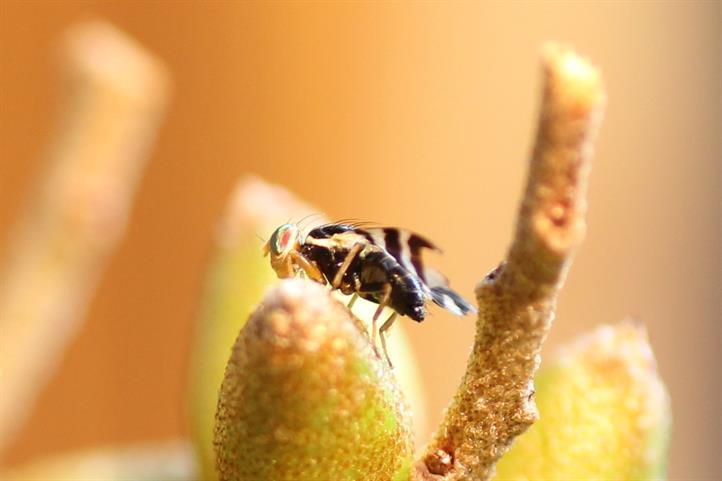 Seit einigen Jahren verursacht die Sanddornfruchtfliege (Rhagoletis batava ) zum Teil massive Ertragsausfälle. | Quelle: © Sandra Lerche. | ZALF.