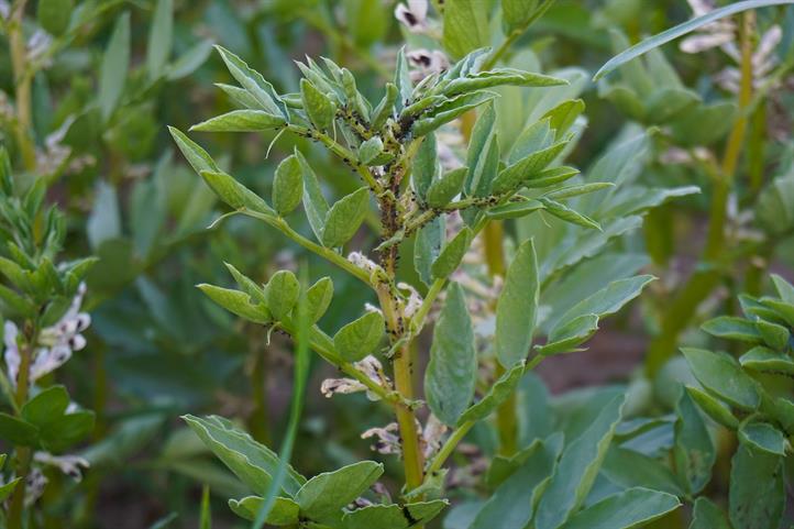 Aphid infestation on a field bean plant can cause considerable damage to the affected plants. Instead of chemical-synthetic pesticides, pests could in future be fought more effectively with beneficial insects. The natural enemies of aphids include parasitoids, hover flies and ladybirds. | Source: Ulrich Stachow / ZALF.