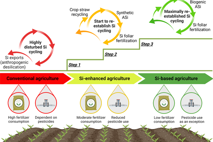 Infografik: Der Weg zu einer Si-basierten Landwirtschaft. Das Bild kann für redaktionelle Berichterstattungen genutzt werden unter der Angabe: Quelle: © Daniel Puppe / ZALF | Bildquelle in Farbe und Druckqualität: http://www.zalf.de/de/aktuelles