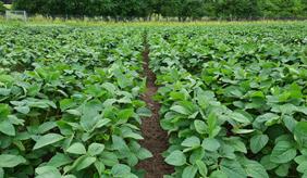 Soy plants