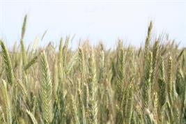 Bezüglich der Auswirkungen des Klimawandels auf landwirtschaftliche Erträge zeichnet die internationale Forschung ein einheitliches Bild.