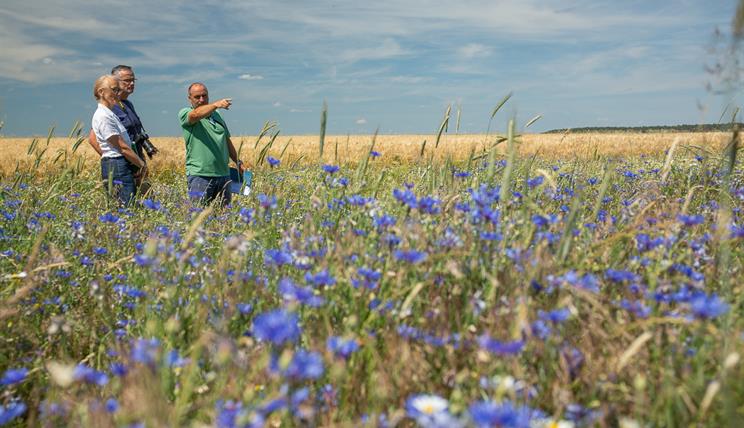 Three people in a field with cornflowers