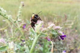 Hummel (Bombus terrestris) sitzt auf einer