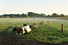 Ruhende Rinder auf einer trockengelegten Moorfläche