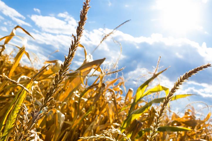 Das Projekt MACSUR Sci Pol gibt wissenschaftlich begründete Antworten auf Fragen der Politik zum Umgang mit dem Klimawandel und Klimaschutz im Agrar- und Ernährungssektor. Damit schließt das Projekt eine bisher bestehende Lücke zwischen Forschung und Politik. Quelle: © Pixabay.