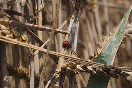 Landwirtschaft und Biodiversität – im Projekt SALBES werden die Wechselwirkungen genauer untersucht.