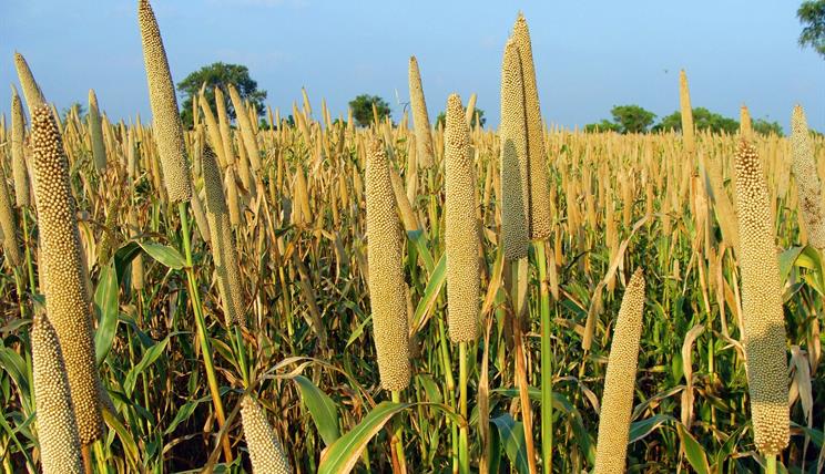 Pearl millet field