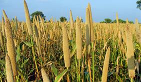 Field of pearl millet
