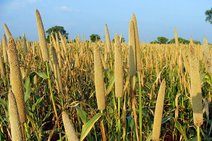 Field of pearl millet. | Quelle: © Bishnu Sarangi / Pixabay.