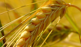 Cereals | Quelle: © www.pixabay.com