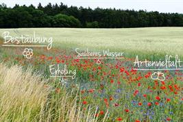 Beispiele für Ökosystemleistungen, die ein Blühstreifen bereitstellt | Quelle: © Holger Pfeffer, ZALF